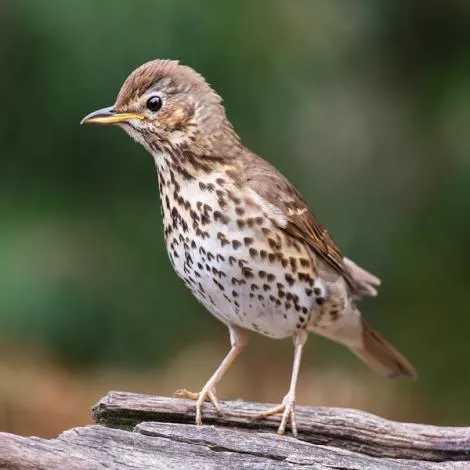 Juvenile Song Thrush (Species=Turdus philomelos / Standard Name=Song ...